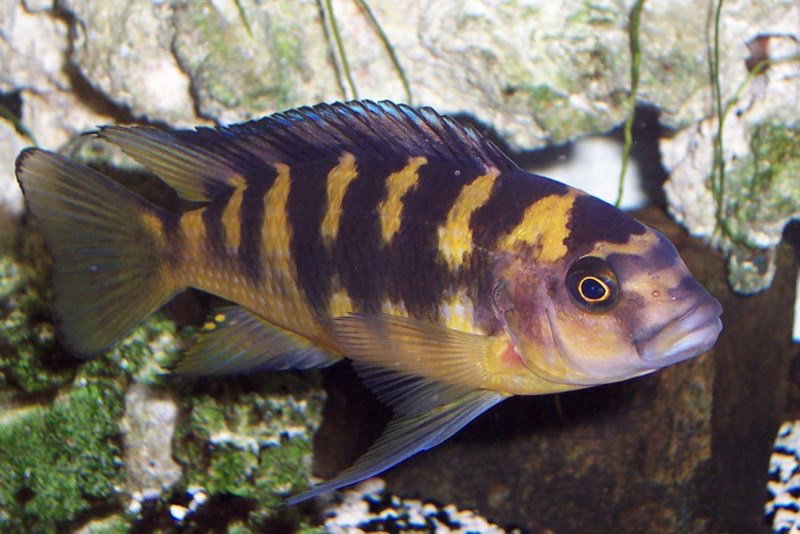 PSEUDOTROPHEUS CRABRO