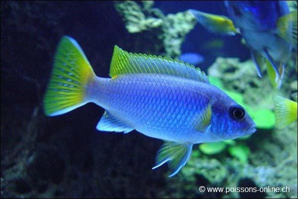 PSEUDOTROPHEUS SP. ACEI