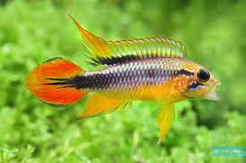 APISTOGRAMMA AGASSIZII