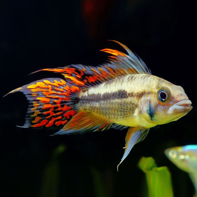 APISTOGRAMMA CACATUOIDES