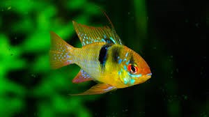 MICROGEOPHAGUS RAMIREZI