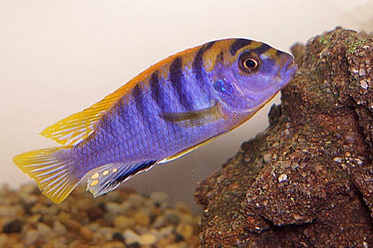 LABIDOCHROMIS SP. HONGI