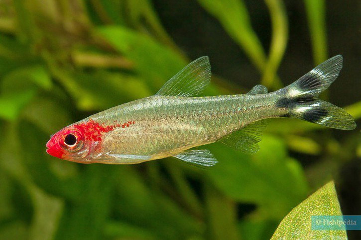 HEMIGRAMMUS RHODOSTOMUS