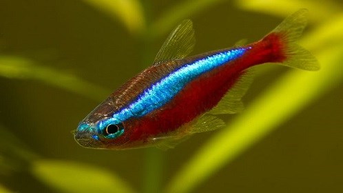 PARACHEIRODON AXELRODI