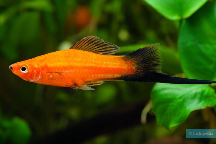 XYPHOPHORUS HELLERII