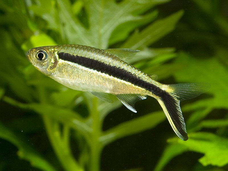 THAYERIA IFATI