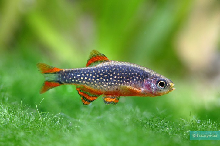 DANIO MARGARITUS