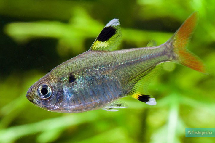 PRISTELLA MAXILLARIS