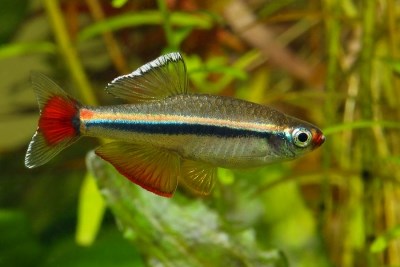 TANICHTHYS ALBONUBES