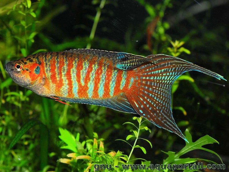 MACROPODUS OPERCULARIS