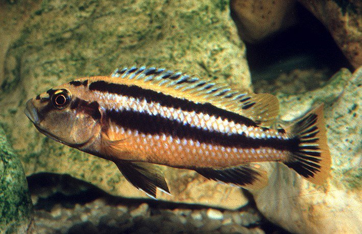 MELANOCHROMIS AURATUS