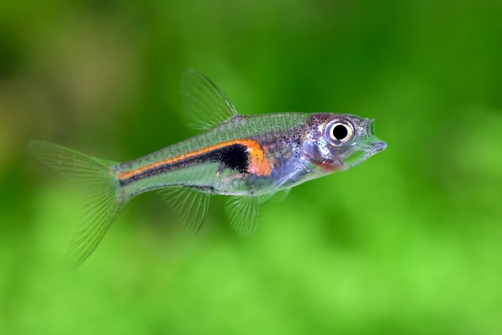 TRIGONOSTIGMA HENGELI