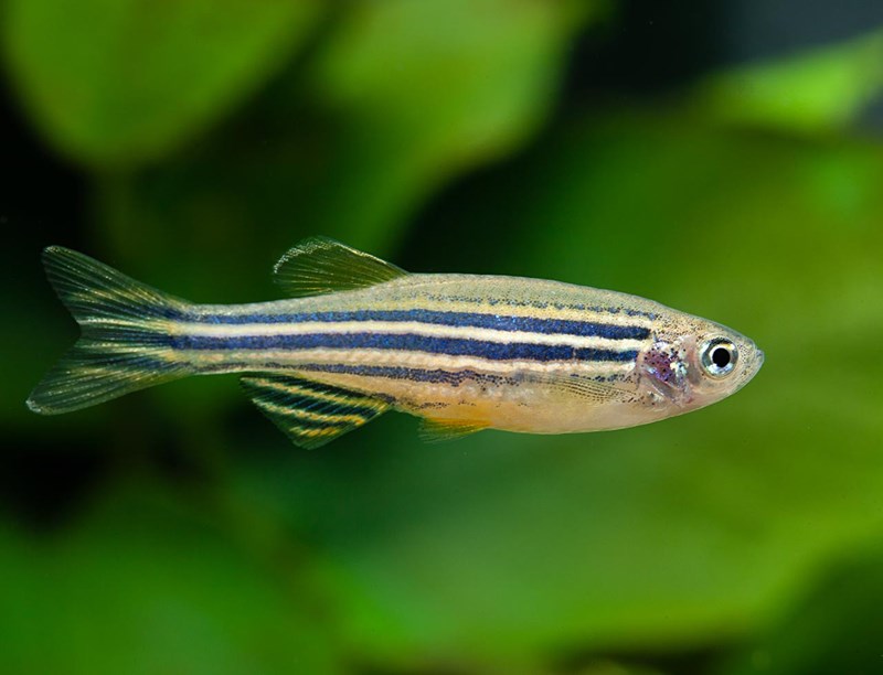 DANIO RERIO