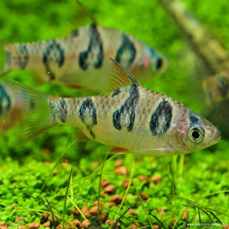 DESMONPUNTIUS RHOMBOOCELLATUS