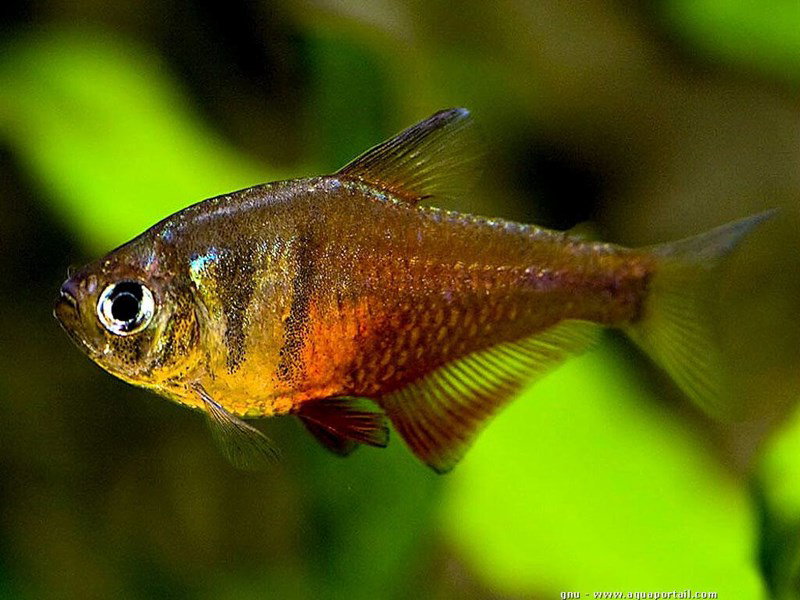 HYPHESSOBRYCON FLAMMEUS