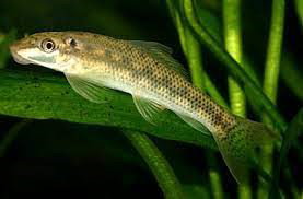 GYRINOCHEILUS AYMONIERI