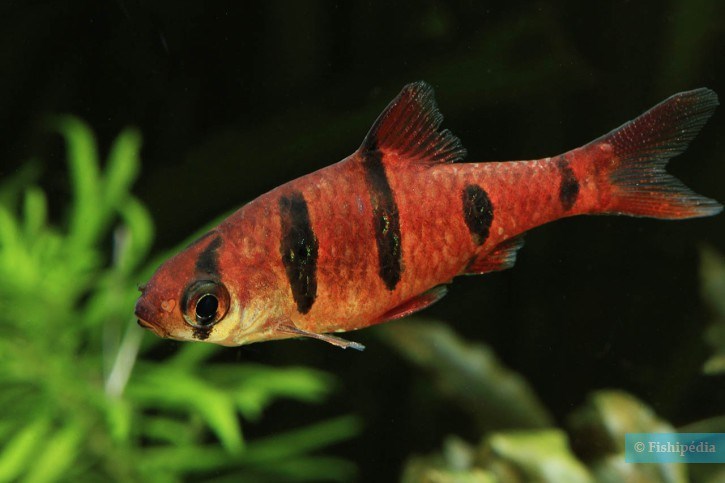 DESMOPUNTIUS PENTAZONA