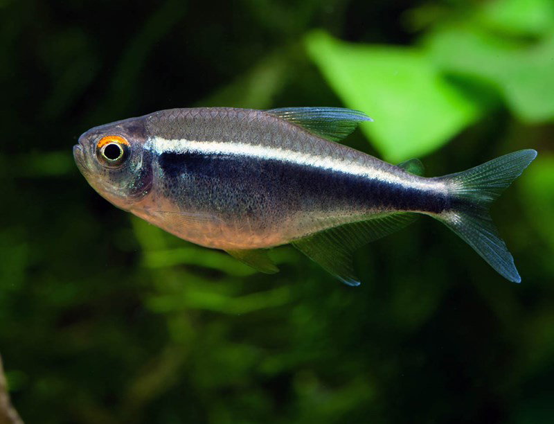 HYPHESSOBRYCON HERBERTAXELRODI