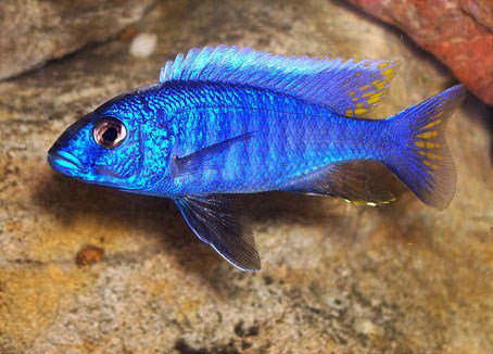 SCIANOCHROMIS FRYERI