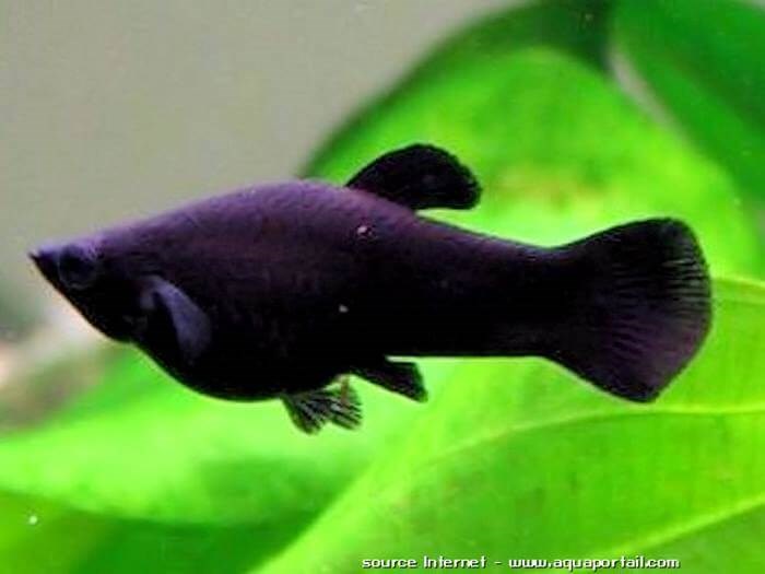 BLACK MOLLY 1 mâle + 3 femelles