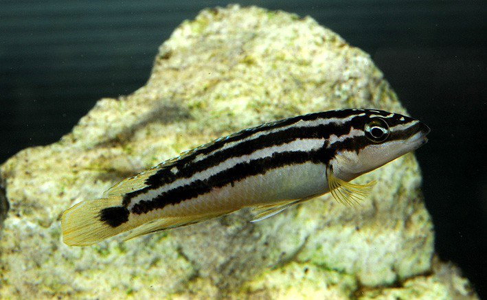 JULIDOCHROMIS ORNATUS