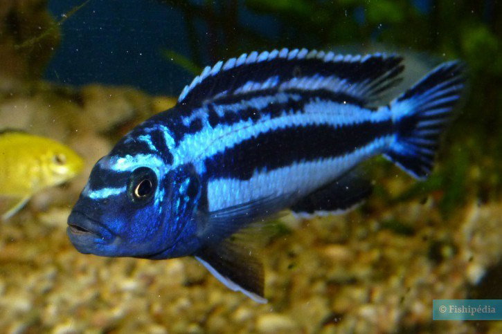 PSEUDOTROPHEUS CYANEORHABDOS