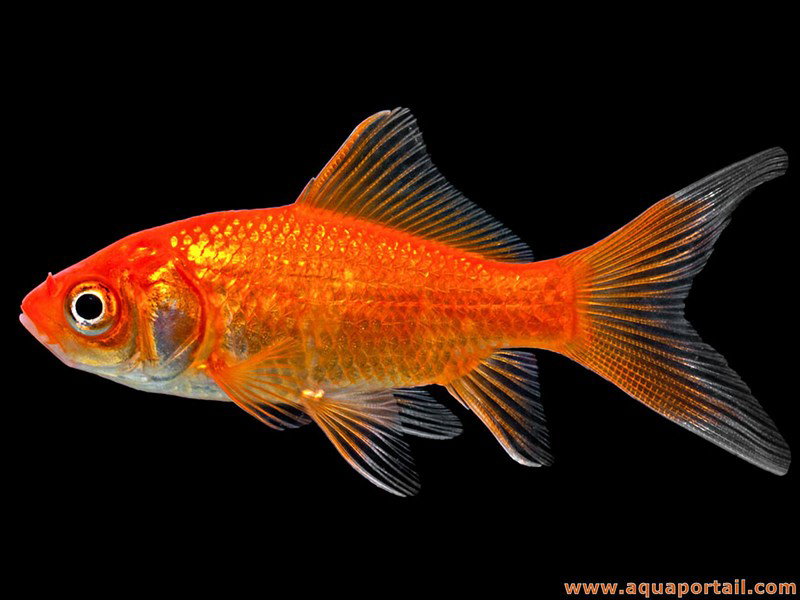 CARASSIUS AURATUS