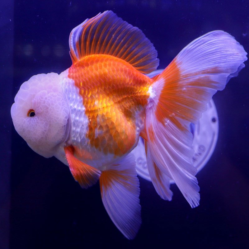 CARASSIUS AURATUS ORANDA
