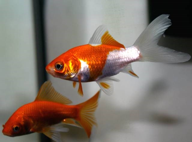 CARASSIUS AURATUS SARASA VOILE