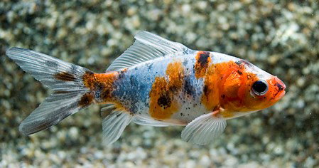 CARASSIUS AURATUS SHUBUNKIN VOILE