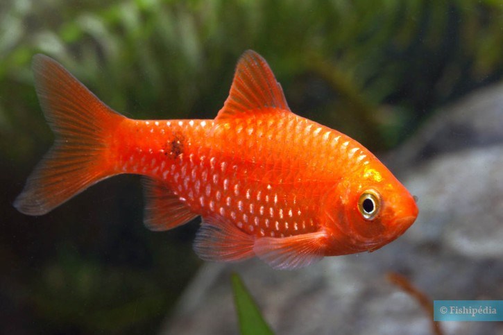 PETHIA CONCHONIUS