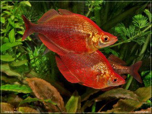 GLOSSOLEPIS INCISUS
