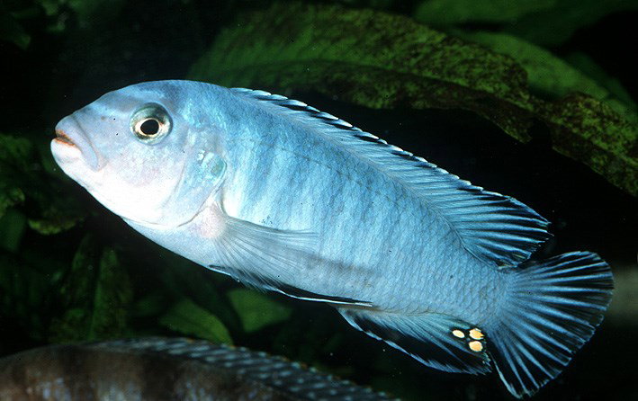 PSEUDOTROPHEUS SOCOLOFI