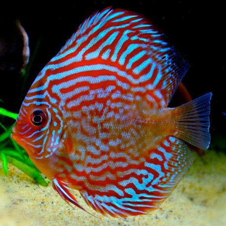 SYMPHYSODON AEQUIFASCIATUS