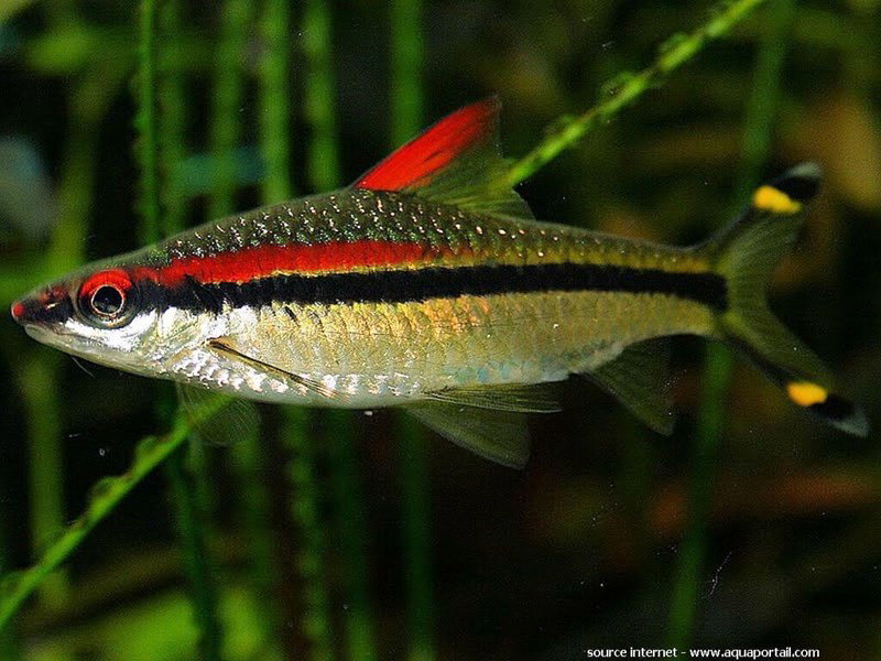 SAHYADRIA DENISONII
