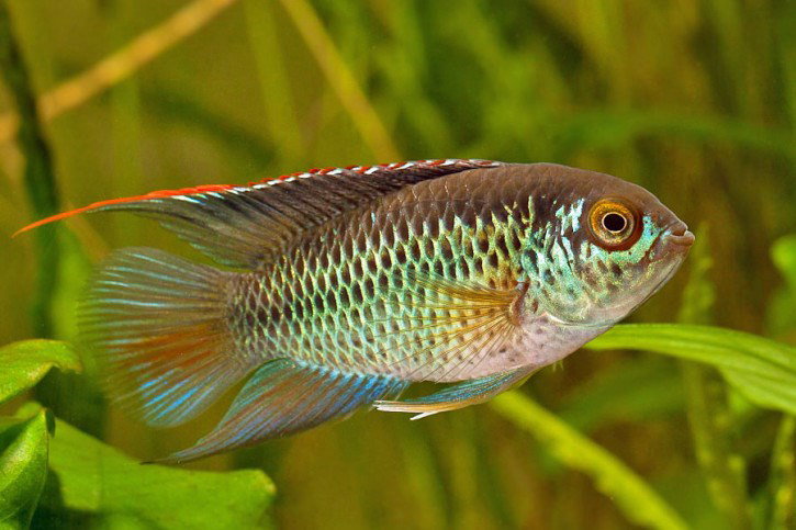 NANNACARA ANOMALA