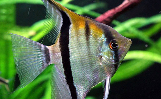 PTEROPHYLLUM SCALARE