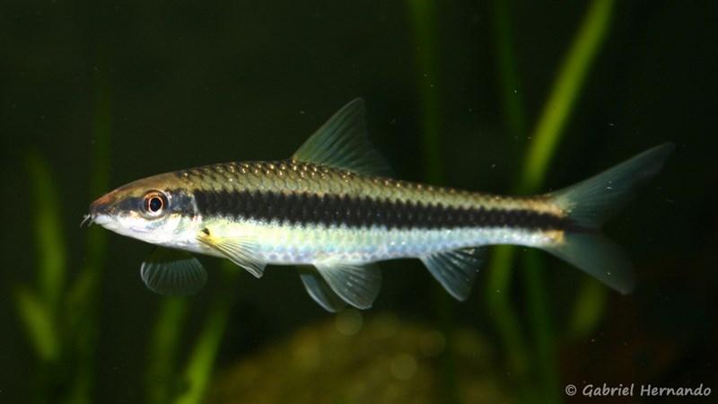 CROSSOCHEILUS OBLONGUS