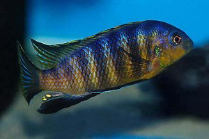 PSEUDOTROPHEOPS TROPHEOPS Red fin