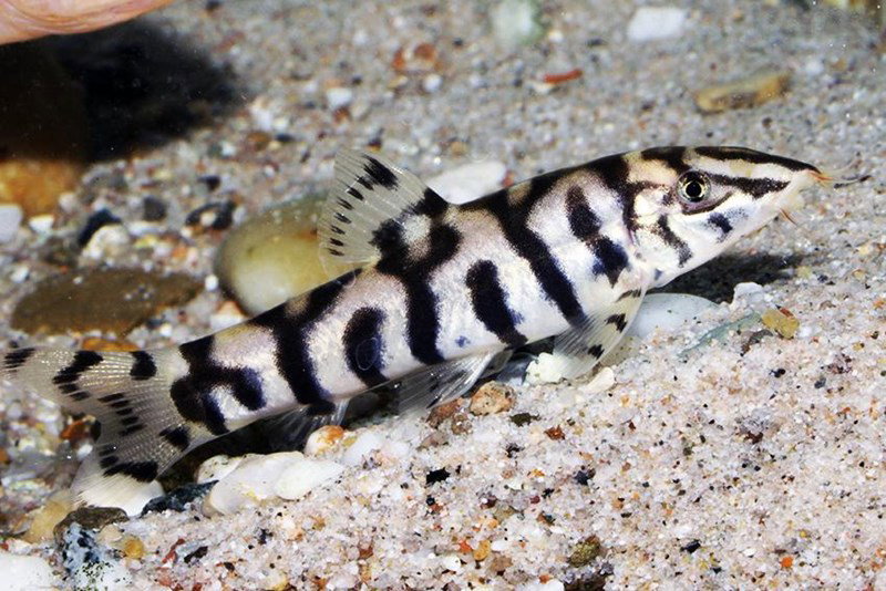 BOTIA LOHACHATA