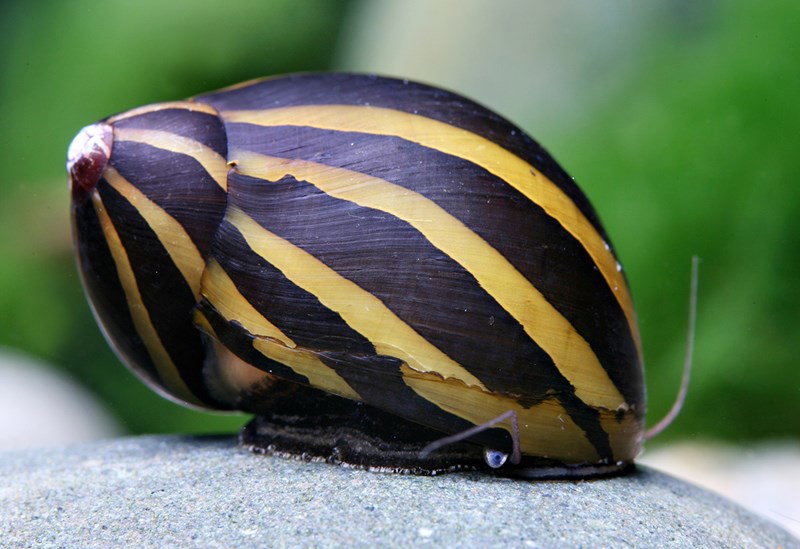 NERITINA TURRITA