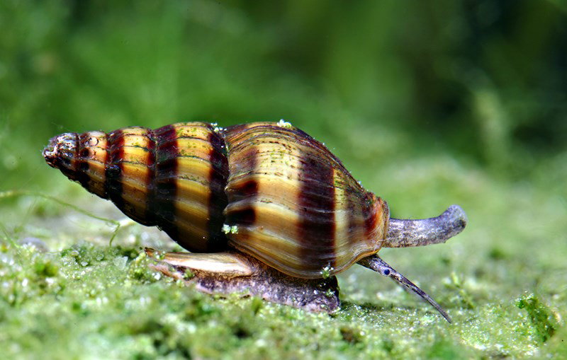CLEA HELENA