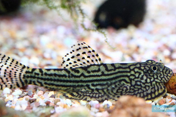 SEWELLIA LINEOLATA