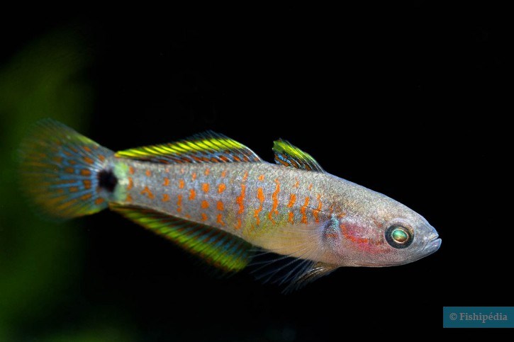 TATEURNDINA OCELLICAUDA
