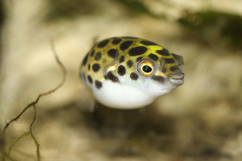 TETRAODON NIGROVIRIDIS