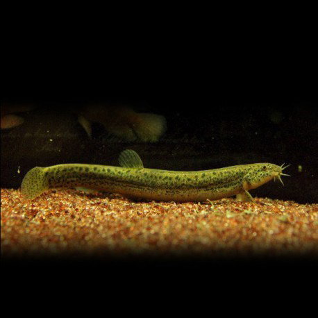 MISGURNUS ANGUILLICAUDATUS