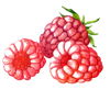 Image de Framboise