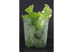 Image de Salade verte assaisonnée