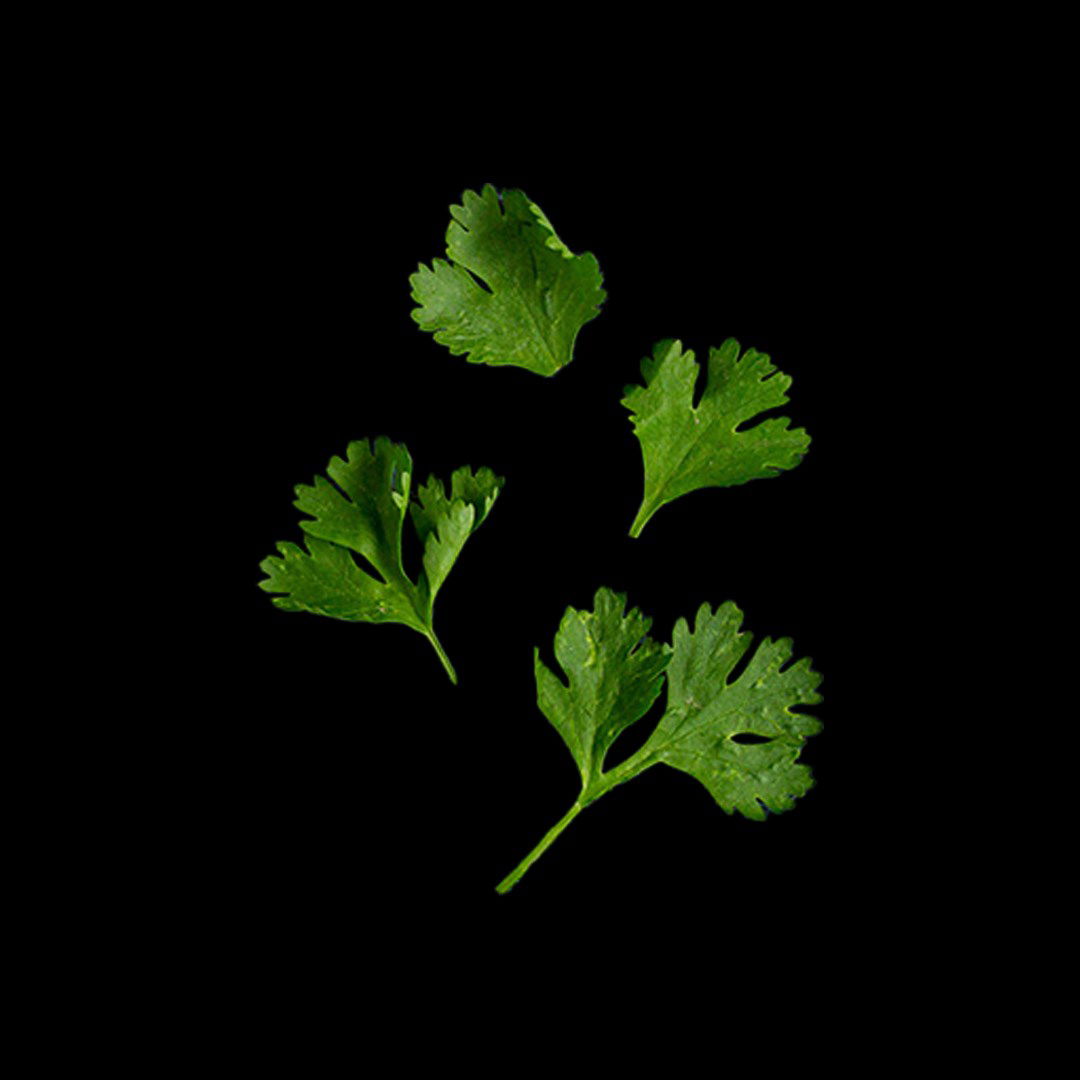 Coriandre