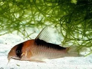 CORYDORAS ADOLFOI